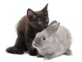 Black kitten playing with rabbit