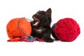 Black kitten playing with a red ball of yarn on white background Royalty Free Stock Photo