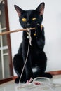 Black kitten playing tree branch