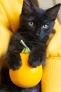 Black kitten and pumpkin. Royalty Free Stock Photo