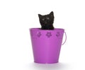 Black kitten in purple pail