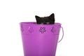 Black kitten in purple pail Royalty Free Stock Photo