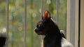 Black kitten, side view