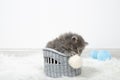 Black kitten sits in a basket and plays with a ball of thread Royalty Free Stock Photo