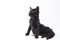 Black cat sits waddle on a white background