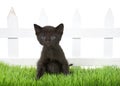 Black kitten sitting in green grass in front of white picket fence isolated Royalty Free Stock Photo