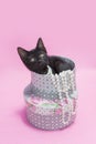 Black kitten sitting in round hat boxes with pearls, pink background.