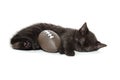 Black kitten sleeping Royalty Free Stock Photo