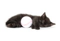 Black kitten sleeping Royalty Free Stock Photo