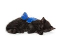 Black kitten sleeping Royalty Free Stock Photo