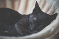 Black kitten sleeping on cat tower Royalty Free Stock Photo