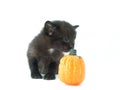 Black kitten sniffing pumpkin Royalty Free Stock Photo