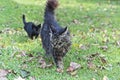 Black kitten stalking old Maine coon