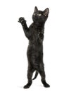 Black kitten standing on hind legs, reaching, pawing up