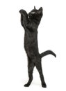 Black kitten standing on hind legs, reaching, pawing up