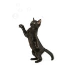 Black kitten standing on hind legs, reaching at soap bubbles Royalty Free Stock Photo