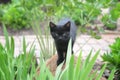 Black kitten standing on top of a rock in a garden.