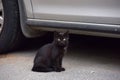 Black kitten in the street Royalty Free Stock Photo