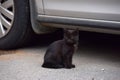 Black kitten in the street Royalty Free Stock Photo
