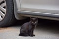 Black kitten in the street Royalty Free Stock Photo