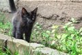 Black kitten walking on the street. Little black cat