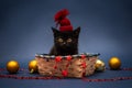 Black kitten wearing red hat in wicker basket with Christmas toys Royalty Free Stock Photo