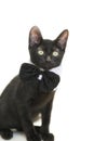 Black kitten wearing a tuxedo bow tie, isolated on white Royalty Free Stock Photo