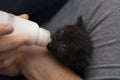 Black kitten, 4 weeks old eating from a small baby bottle Royalty Free Stock Photo