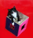 Black kitten with white spots is on scratching posts on red Royalty Free Stock Photo