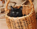 Black kitten in a wicker basket