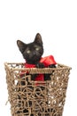 Black kitten in wicker basket wearing a red ribbon bow