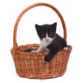 Black kitten in a wicker basket on white Royalty Free Stock Photo