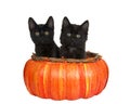 Black kittens in orange pumpkin basket isolated Royalty Free Stock Photo