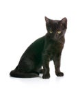 Black kitty Royalty Free Stock Photo