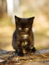 Black kitty in the autumn forest Royalty Free Stock Photo