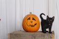 Black kitty and jack-O-Lantern