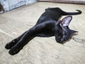 Black Kitty Kitten playing dead roleplaying cat