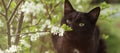 Black kitty sniffing flower. Spring black cat. Aroma