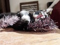 Black kitty with white paws and snout laying on a wooden table hugging silver and pink tinsel. One eye looks at the camera