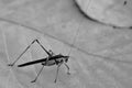 A black kneed cone head grasshopper siting on a leaf in monochrome