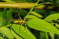 A black kneed Cone head siting on a leaf