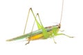 The black-kneed conehead or black-kneed meadow katydid Conocephalus melaenus, isolated on white