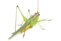 The black-kneed conehead or black-kneed meadow katydid Conocephalus melaenus, isolated on white