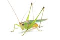 The black-kneed conehead or black-kneed meadow katydid Conocephalus melaenus, isolated on white