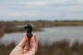 Black knight in hand on a background of swamp