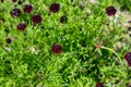 Black Knight or Pin Cushion Flower - Scabiosa Atropurpurea Royalty Free Stock Photo