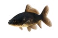 Black Koi Fish Royalty Free Stock Photo