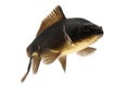 Black Koi Fish Royalty Free Stock Photo