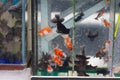 Black and koi telescope eye goldfish or Demekin on sale in commercial aquarium stand, popular artificial aqua trade breeds Royalty Free Stock Photo