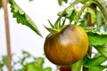 Black Krim -- Ukrainian heirloom tomato